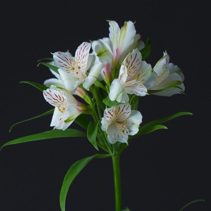 Домашний цветок похож на лилию (47 фото)